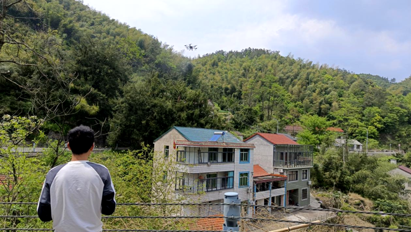 浙農飛防為柯橋千年榧林進行無人機授粉